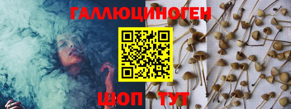 Псилоцибиновые грибы Psilocybe Курчалой